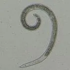 thumbnail for publication: Spiral Nematode Helicotylenchus spp. (Nematoda: Chromodorea: Rhabditida: Hoplolaimidae)